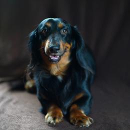 Dachshunds from Vixens Dachshunds