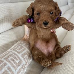 Lilly - Caramel red female Australian Labradoodle puppy in Auburn, California from Poodles and Labradoodles breeder