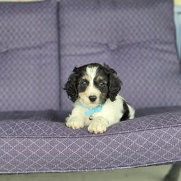 F1B Meet Nash :) - Black and white male Cavapoo puppy in Centerville, Iowa from Barnyard Dachshunds, Dals & Doodles