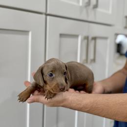 Echo AKC - Fawn (isabella) and tan female Dachshund puppy in Orlando, Florida from Metro Doxies of Orlando