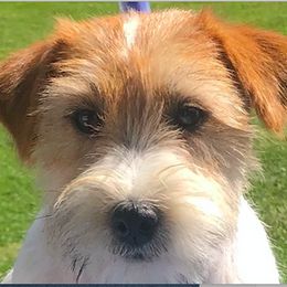 Twizel - Russell Terrier