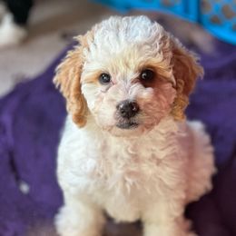 Freya - Yellow and white female Bernedoodle puppy in Aubrey, Texas from Four Willows Farm