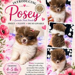 Posey - Lavender female Pomeranian puppy in Cropwell, Alabama from Poms On The Lake