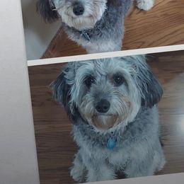 Aussiedoodle All Grown Up from White Pine Farm