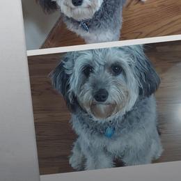 Aussiedoodle All Grown Up from White Pine Farm