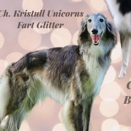 Fly - Silken Windhound