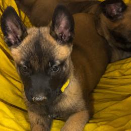 Girl 1 - female Dutch Shepherd puppy in Sierra Vista, Arizona from KnightWatch K-9