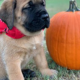 Mastiff Puppies from Red River Mastiff