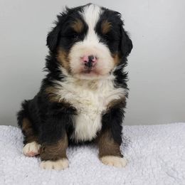 Bernese Mountain Dog Puppies from Home Sweet Bernese