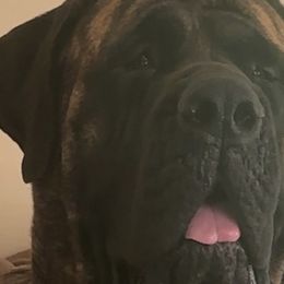 Mastiffs from Mineral Springs Mastiffs