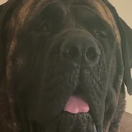 Mastiffs from Mineral Springs Mastiffs