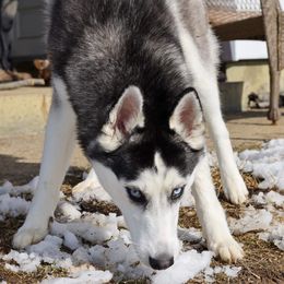 Siberian Husky puppies from Hobby Huskies