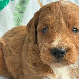 Boy 2 - Apricot male Goldendoodle puppy in Captain Cook, Hawaii from Big Island Goldendoodles