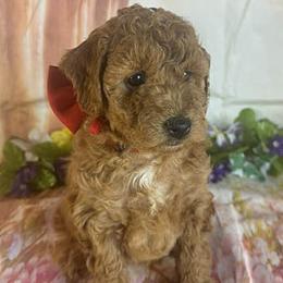 Red Collar - Red  male Goldendoodle puppy in Waterford, California from Windy Hill Doodles