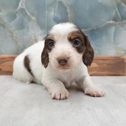 Girl - Piebald female Dachshund puppy in Wichita, Kansas from Geta Long Little Doggie