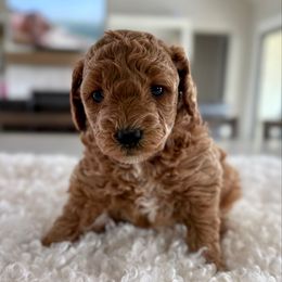 Purple - Red  female Goldendoodle puppy in Indiahoma, Oklahoma from Farm Fresh Doodles