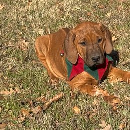 Red - Rhodesian Ridgeback puppy from Running From Reality Ranch & Ridgebacks