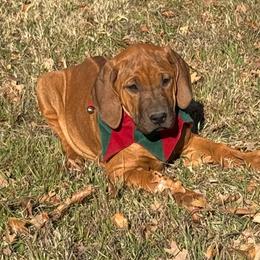 Red - Rhodesian Ridgeback puppy from Running From Reality Ranch & Ridgebacks