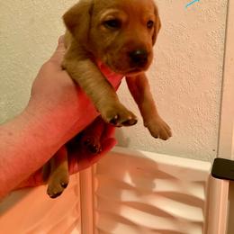 Teal - Yellow female Labrador Retriever puppy in Newaygo, Michigan from Royal Oak Gundogs
