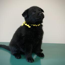 German Shepherd puppies from DogSmith Purebreds