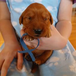 Blue - Dark golden male Golden Retriever puppy in Lanesboro, Minnesota from Eagle Ridge Golden Retrievers