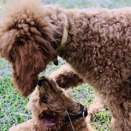 Cavapoos, Havanese, Havapoos, and Poodles from West Cobb Dogs