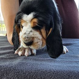 Ethel - Black brown and white female Basset Hound puppy in Greenleaf, Idaho from Happy Acre Bassets