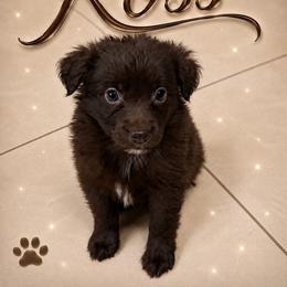 Ross - Red & white male Miniature Australian Shepherd puppy in Lubbock, Texas from Baby Storm Kennels