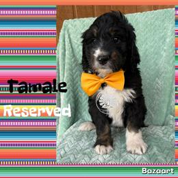 Tamale - Tri-color male Bernedoodle puppy in Godwin, North Carolina from Farm Sweet Farm Doodles