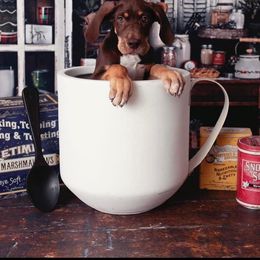 Great Dane Puppies from Night Magic Danes