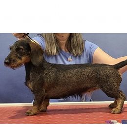 Dachshunds from Dawn's Dachshunds