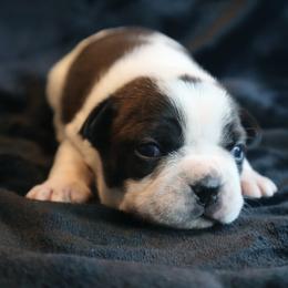 Brindle and white splash - Brindle and white male Boston Terrier puppy in Seguin, Texas from Campos Farms