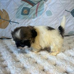 CeCe - Blue and white female Shih Tzu puppy in Elgin, South Carolina from Silver Bells Paw Prints