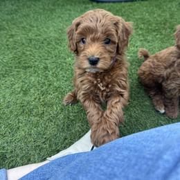 Moana - Red  female Goldendoodle puppy in Phoenix, Arizona from Amore Doodles & Poodles