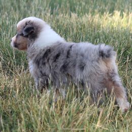 AKC Pine - Blue merle male Australian Shepherd puppy in Zeeland, Michigan from Apple Ridge AKC Aussies