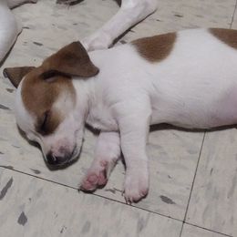 Companion Crosses and Russell Terriers from Jason's Pups