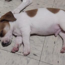 Companion Crosses and Russell Terriers from Jason's Pups