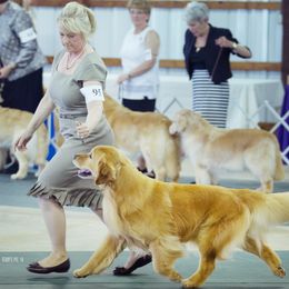 Golden Retriever All Grown Up from Firefly Cottage Golden Retrievers