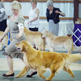 Golden Retriever All Grown Up from Firefly Cottage Golden Retrievers