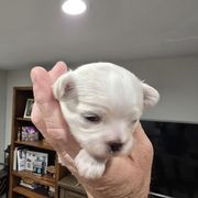 Phil - Cream male Shichon puppy in Bradford, Ohio from Ted E. Bear Patch