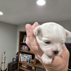 Phil - Cream male Shichon puppy in Bradford, Ohio from Ted E. Bear Patch