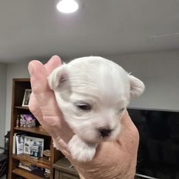 Phil - Cream male Shichon puppy in Bradford, Ohio from Ted E. Bear Patch