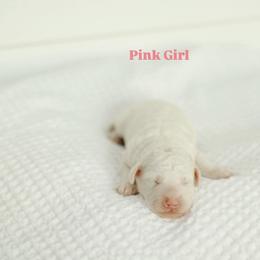 Pink Girl - Cream female Goldendoodle puppy in Rio Linda, California from GoldendoodlePaw