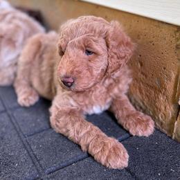 Trigger - Apricot male Aussiedoodle puppy in Holly Springs, North Carolina from Whiskey River Doodles