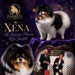 Xena - Pomeranian