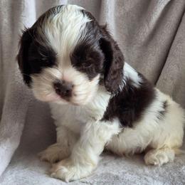 Green - Liver and white male Shih Tzu puppy in Jenks, Oklahoma from Northstar Shih Tzu