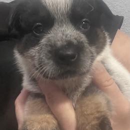 -Boy 2 - Blue male Australian Cattle Dog puppy in Kaufman, Texas from Emberwick Ranch