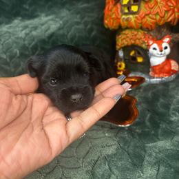 Knox Jr - Black and tan male Yorkshire Terrier puppy in Crandall, Texas from Dee’s pretty puppies