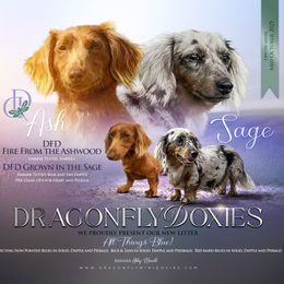 Dachshund puppies from Dragonfly Doxies