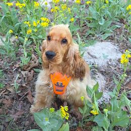 English Cocker Spaniel puppies from The Elite ECS